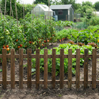 Ruby Ready Sawn Picket Fence Panel